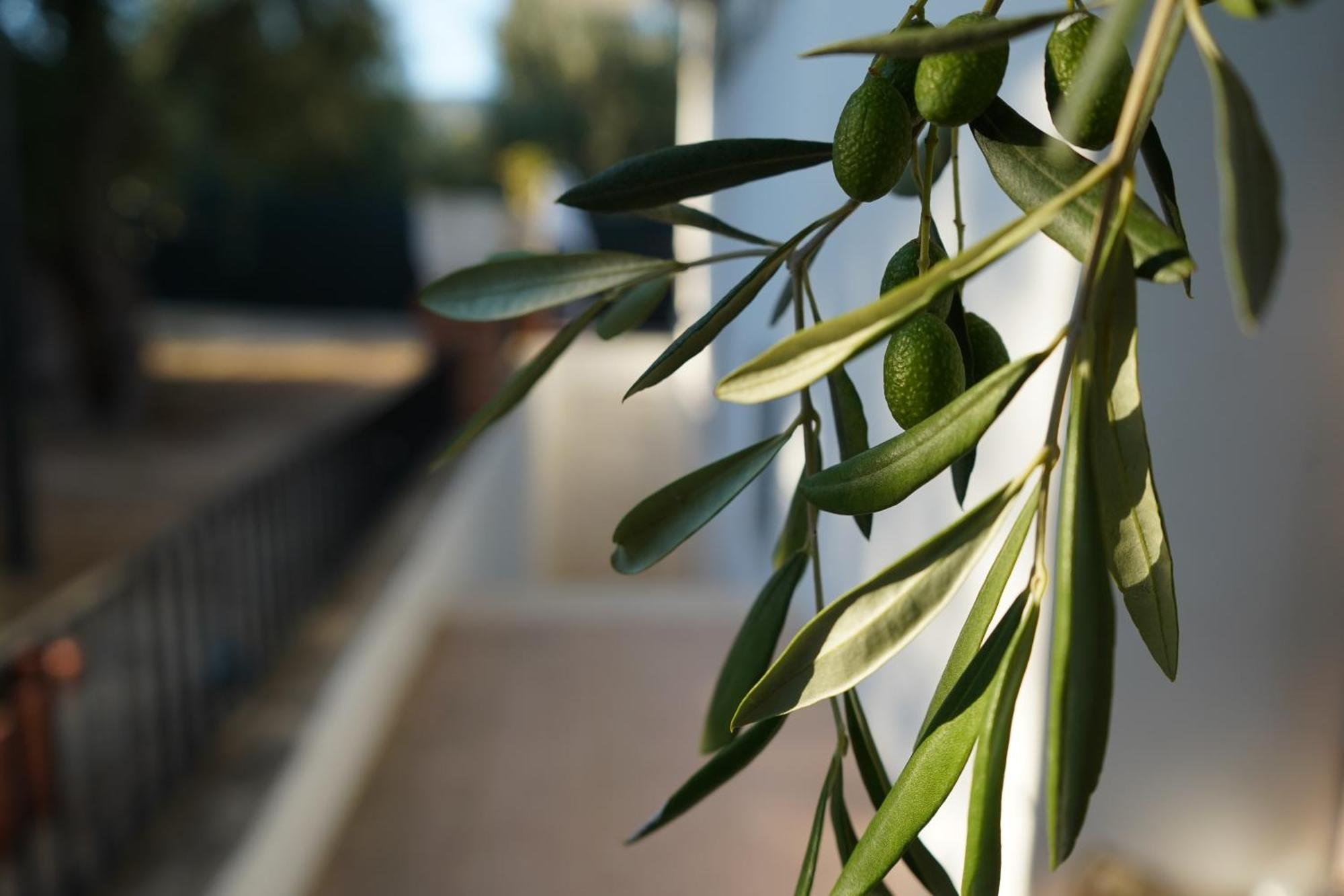 Olive&Sea Villa-Olive Mattinata Extérieur photo
